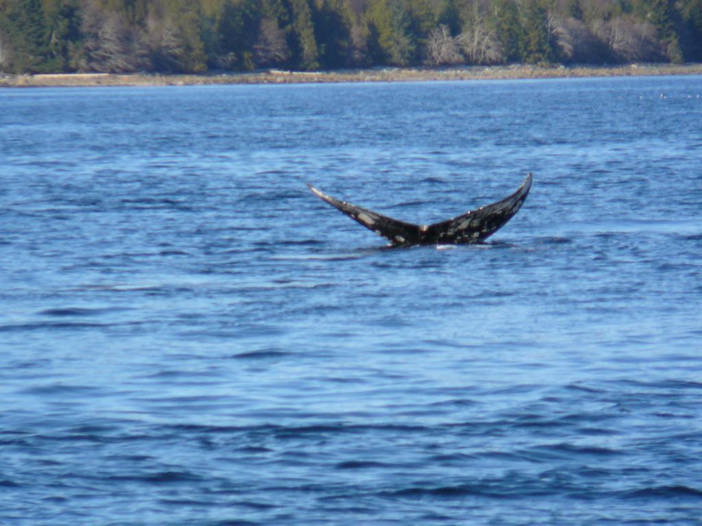 203 At Water'S Edge Ucluelet Quarto foto